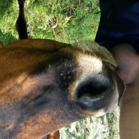 เล่นว่าวยุดีๆๆๆแม่วัวเห็นจบเลย [5 รูป]